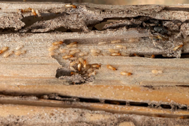 Best Wasp Removal Services  in Lake Wylie, SC